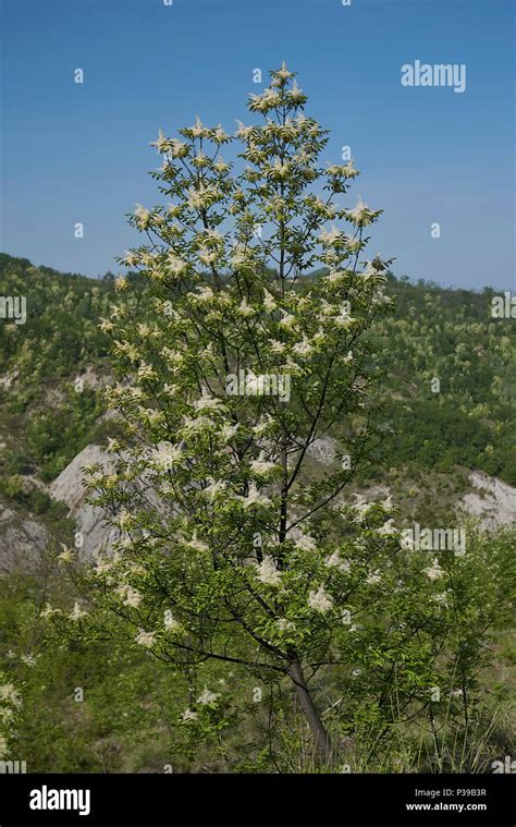 Fraxinus ornus Stock Photo - Alamy