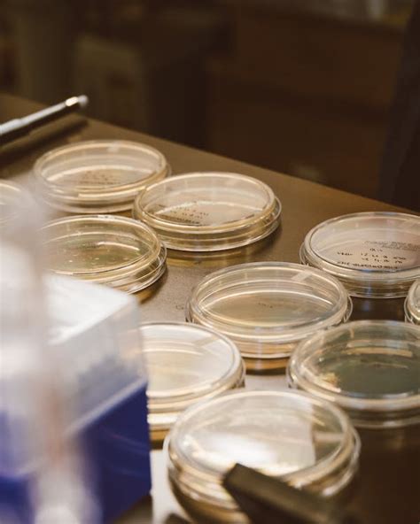 Clear Agar Plates with Specimens on Wooden Table · Free Stock Photo