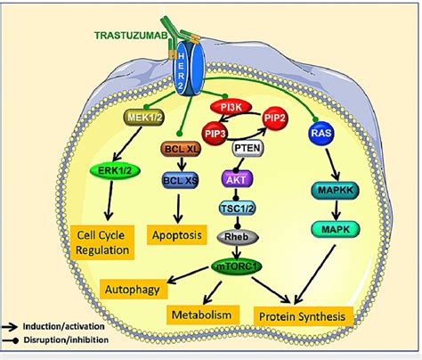 Cardiotoxicity By Trastuzumab Trastuzumab Acts On Her Decreasing