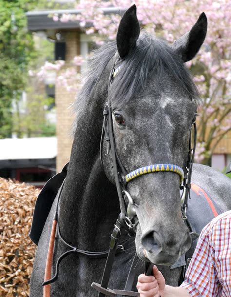 Guardini (FR) 2011 | Turf-Times Deutschland