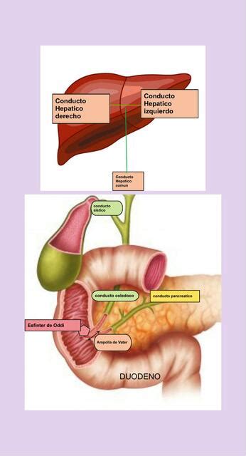 Conducto Biliar Nadine C Udocz