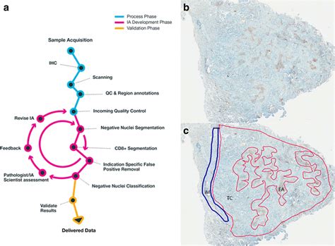 Measuring Multiple Parameters Of CD8 Tumor Infiltrating Lymphocytes In