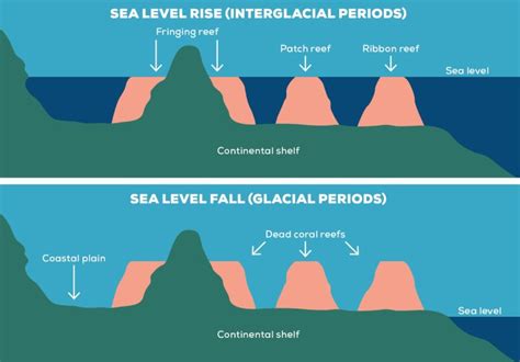 Great Barrier Reef Timeline GBR Biology