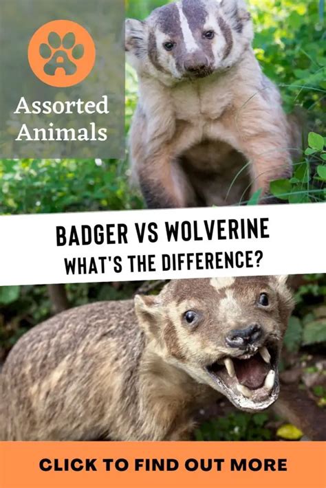 Badger Vs Wolverine | How They Compare | Assorted Animals