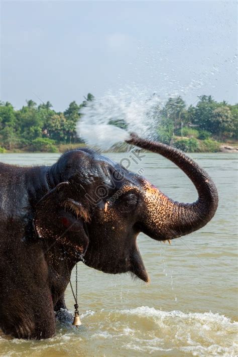 Photo Of An Elephant Bathing In The Tungabhadra River In The Morning