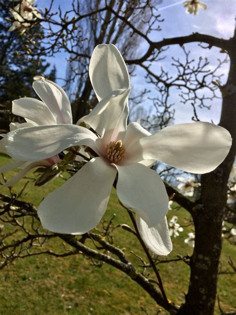 Spring,flowers,magnolia,full bloom,bush - free image from needpix.com