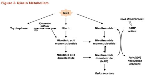 Supplementing NADH can have 2 effects in the body.