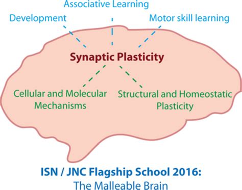 The Malleable Brain Plasticity Of Neural Circuits And Behavior A