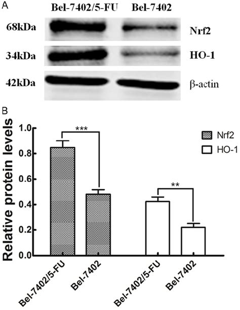 Nrf Ho Pathway Is Activated In Chemoresistant Bel Fu Cells