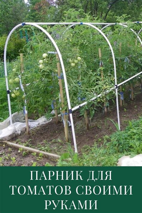 Теплица и парник для помидоров своими руками | Шпалера для помидоров ...