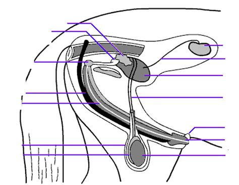 Stallion Reproductive Label Diagram Quizlet