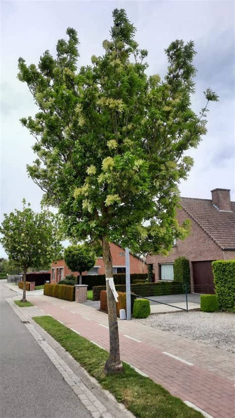 Pluim Es Fraxinus Ornus Bomenwebwinkel Nl