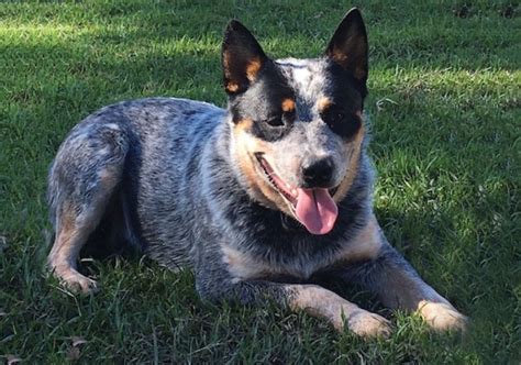 Blue Australian Cattle Dog Puppies For Sale Australian Cattle Dog