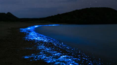 Bioluminiscencia Playas Que Brillan Surfer Rule