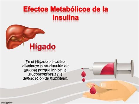 Efectos Metab Licos De La Insulina Y El Glucag N Ppt