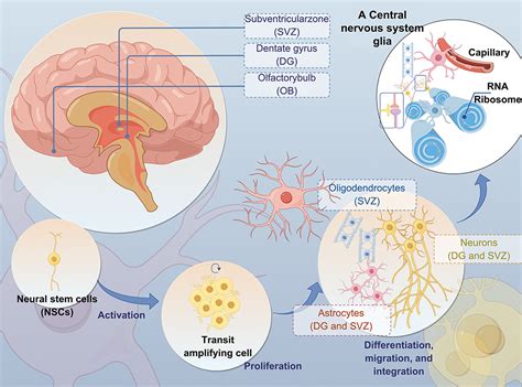 Neuroinflammation In The Process Of Alzheimer S Disease Itt