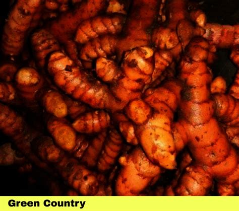 Learn About Turmeric Cultivation