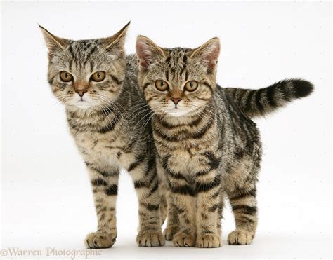 Two British Shorthair tabby kittens photo WP22054