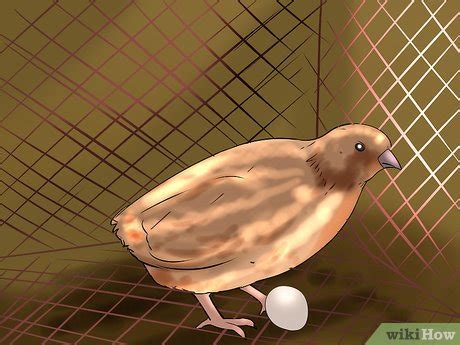 Ways To Determine Sex Of A Quail WikiHow