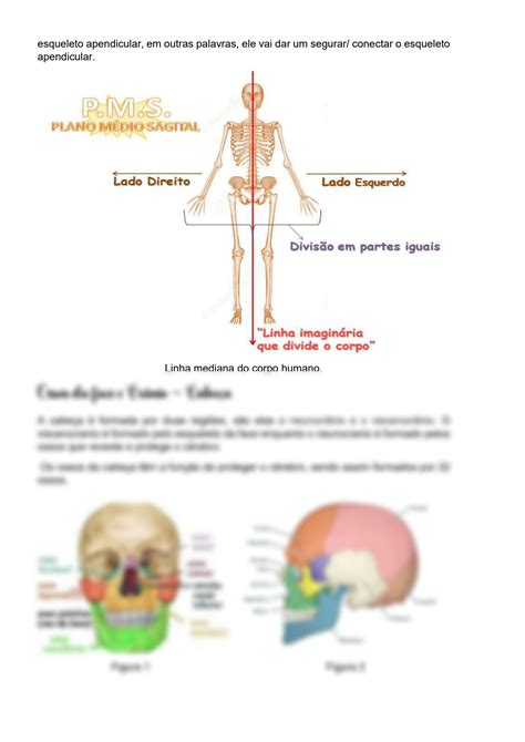 Solution Anatomia Humana Sistema Esquel Tico Studypool