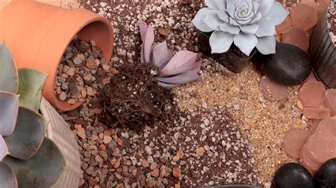 Succulent Soil The Ultimate Guide Mountain Crest Gardens