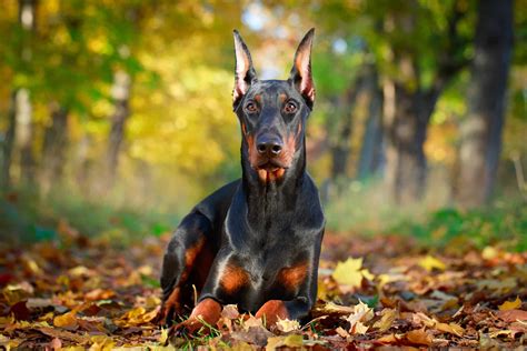 Doberman Full Grown