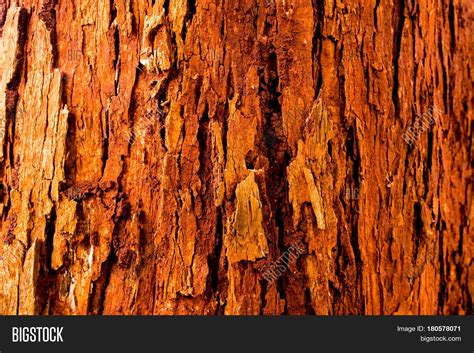 Trunk Tree Vivid Red Color Bark Image And Photo Bigstock