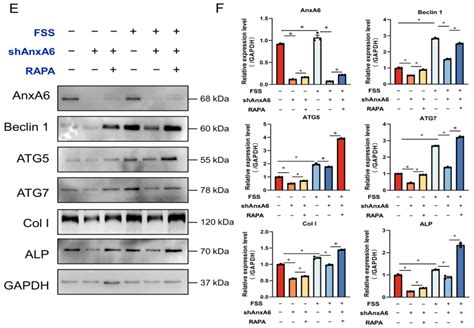 Ijms Free Full Text Fluid Shear Stress Regulates Osteogenic