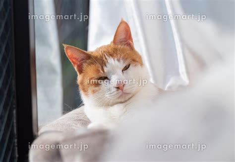 窓辺でくつろぐ猫 茶トラ白の写真素材 202456060 イメージマート