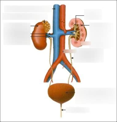 The Renal System Diagram Diagram Quizlet