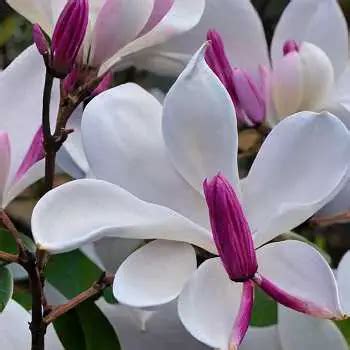 30 of the Best Magnolia Varieties to Try