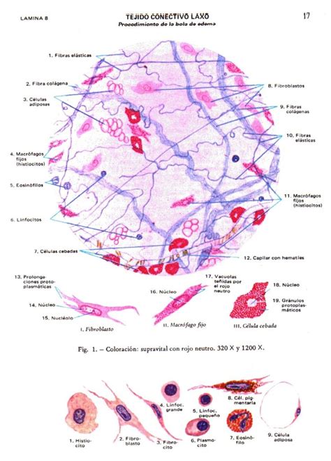 Atlas Di Fiore Libros De Histologia Tejido Conectivo Laxo Histolog A