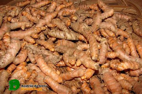 Plantas Medicinais A Afr O Da Terra Curcuma Longa