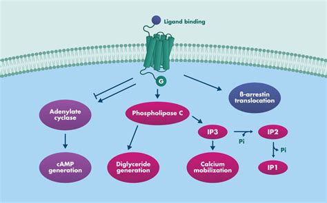 Gpcr Assay Services Reaction Biology