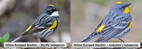 Yellow Rumped Warbler Male And Female