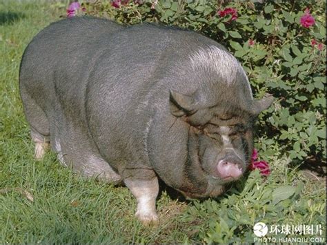 fundudes: World's Ten Fattest Animals Alive