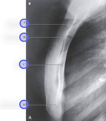 Bony Thorax Flashcards Quizlet