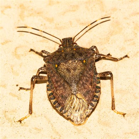 Maryland Biodiversity Project Brown Marmorated Stink Bug Halyomorpha Halys