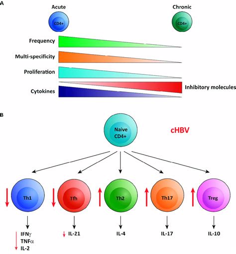 Overview Of The Dys Function Of Hbv Specific Cd T Cells In Chronic