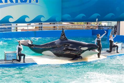 Miami Seaquarium Plans To Return Lolita The Orca To Her Home Waters