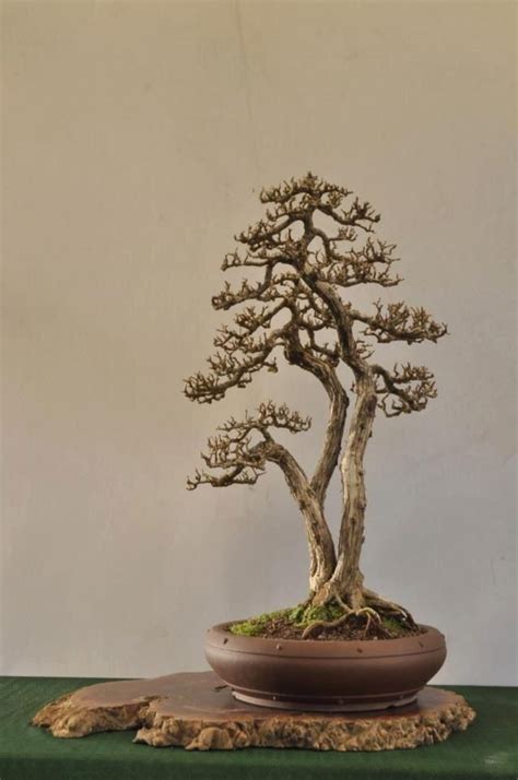 Pin Oleh Skar X Di Bonsai Pohon Bonsai Bonsai Pohon