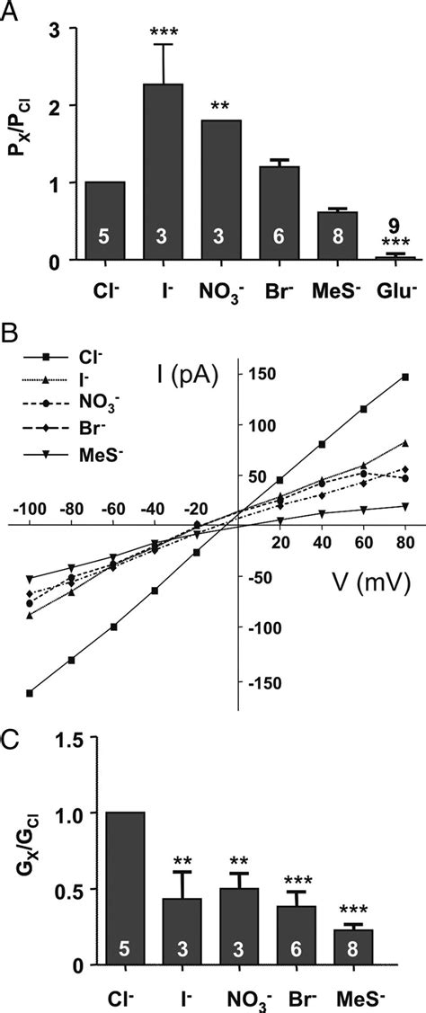 Anion Relative Permeability And Relative Slope Conductance Of Ca 2