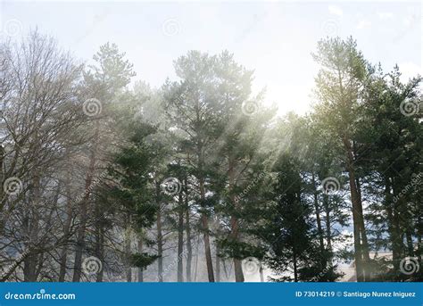 God rays between trees. stock image. Image of sunlight - 73014219