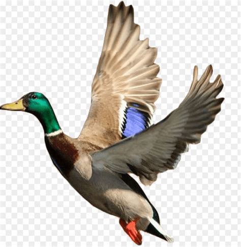 Flying Duck Png Mallard Ducks Taking Off Png Transparent With Clear