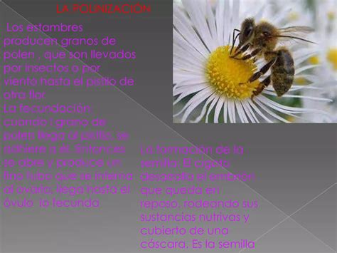 La Reproducción Sexual De Las Plantas Ppt Descarga Gratuita