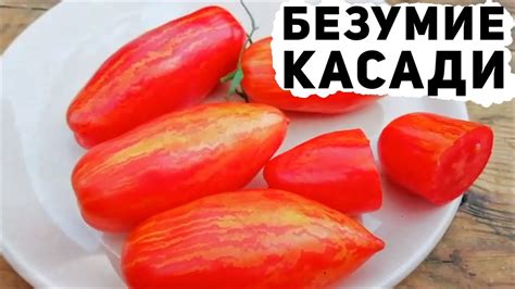 Обзор томат Безумие Касади - YouTube
