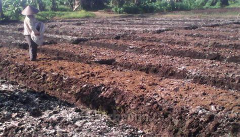 Cara Menanam Bengkuang Yang Benar Panduan Lengkap