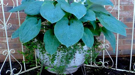 Gardening for You: Hostas are elegant shade plants