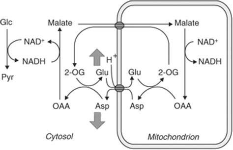 Schematics Of The Malateaspartate Shuttle Mas The Mas Transfers