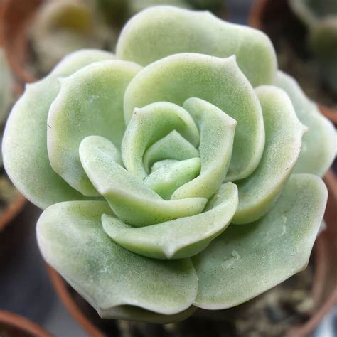 Amazing 2 Inch Echeveria Love Rose